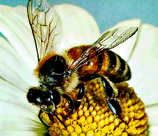 Abejas Obreras